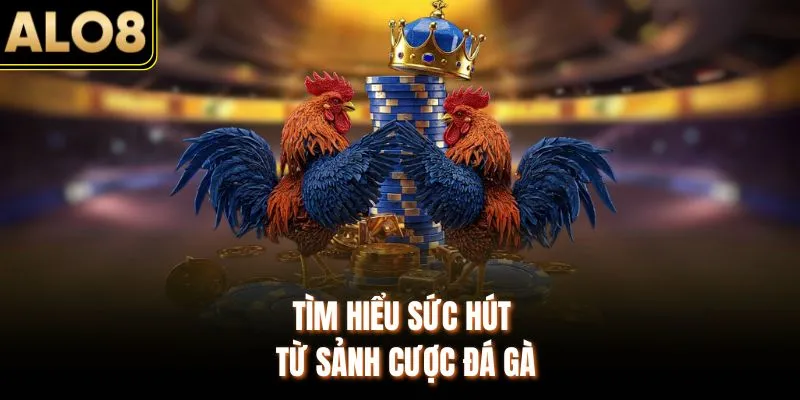 Đá Gà ALO8 - Đấu Trường Thomo Full HD, Chuẩn Chất Lượng 1 Tìm hiểu sức hút từ sảnh cược đá gà